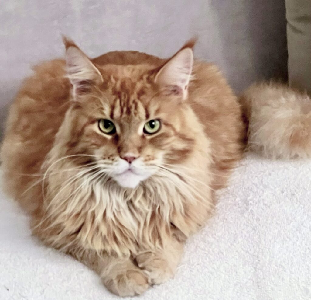Camada Maine Coon